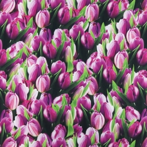TKANINA WODOODPORNA OXFORD Tulipany [6-8]